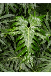 Filodendron krzewiasty L