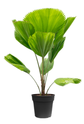 Licuala Palma Wachlarzowa