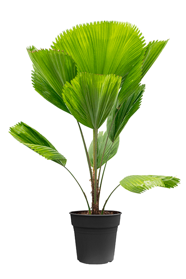 Licuala Fan Palm