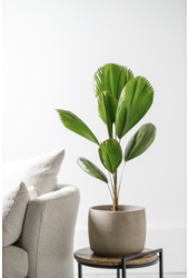 Licuala Palma Wachlarzowa