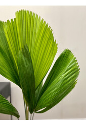 Licuala Fan Palm