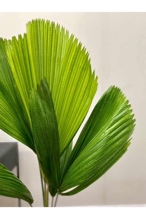 Licuala Fan Palm