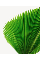Licuala Fan Palm