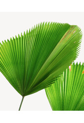 Licuala Fan Palm