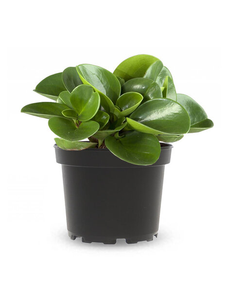 Peperomia