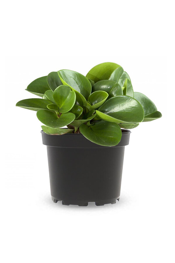 Peperomia pieprzowiec karłowaty