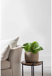 Peperomia pieprzowiec karłowaty