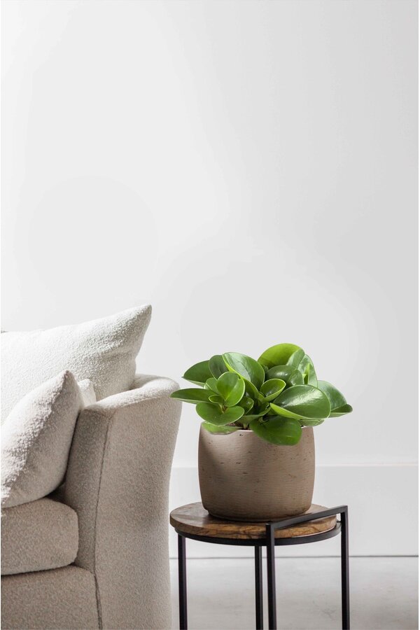 Peperomia pieprzowiec karłowaty