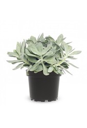 Starzec Mountain Fire Jasny