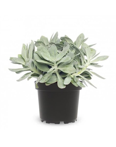 Senecio
