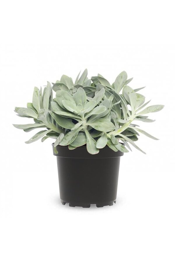 Starzec Mountain Fire Jasny