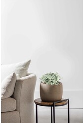 Starzec Mountain Fire Jasny