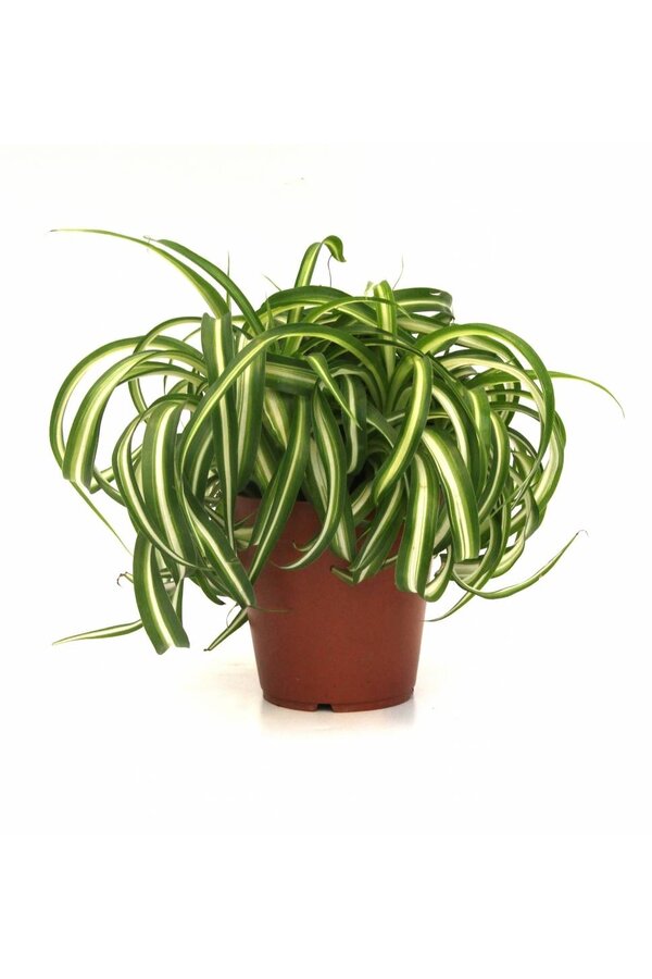 Roślina zielona Bonnie