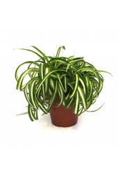 Roślina zielona Bonnie