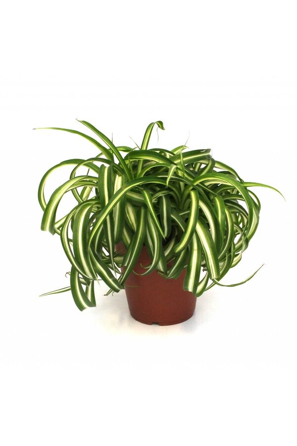 Zielona roślina Bonnie