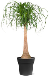 Drzewo butelkowe Beaucarnea L