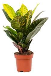 Croton Wonderstruik S