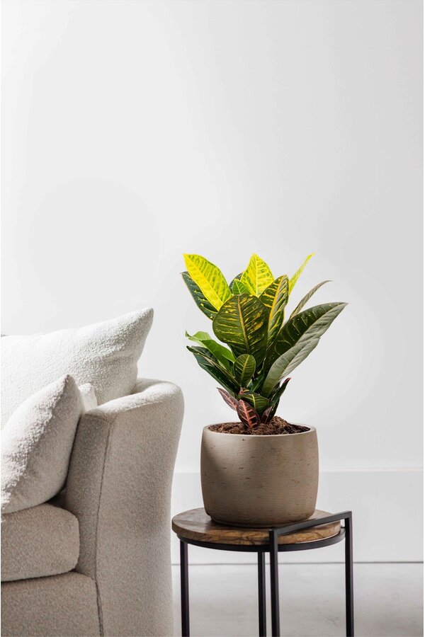 Croton Wonderstruik S