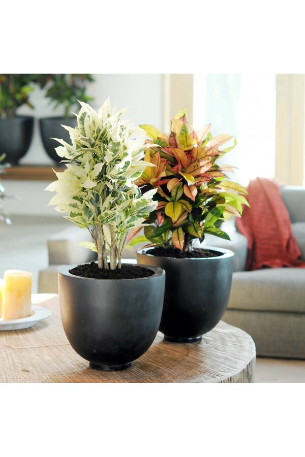 Kroton Cudowny Krzew S