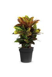 Croton Wonderstruik Petra M