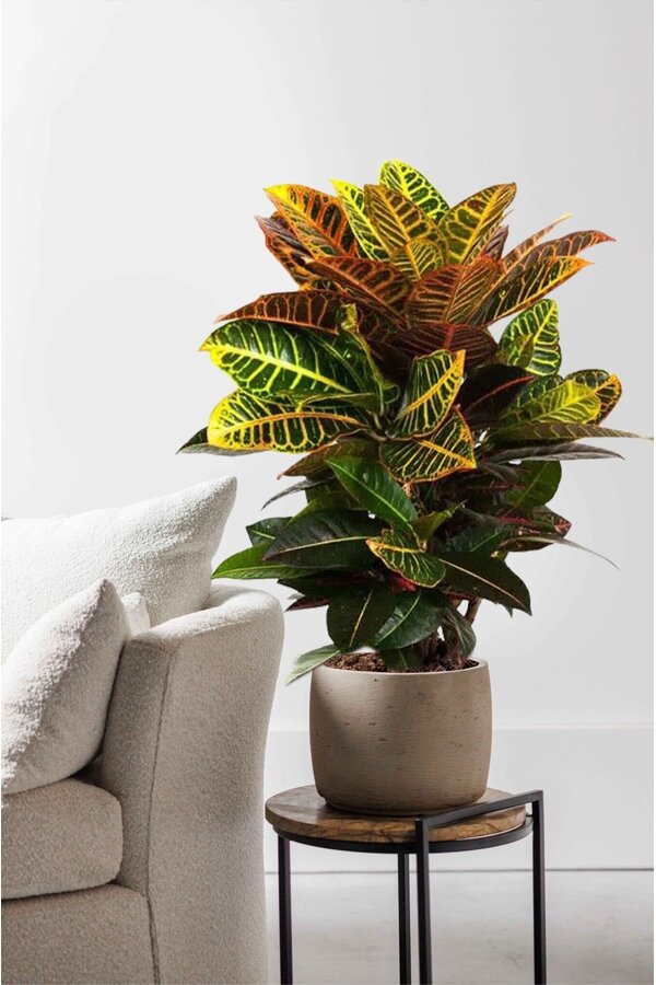 Croton Wonderstruik Petra M