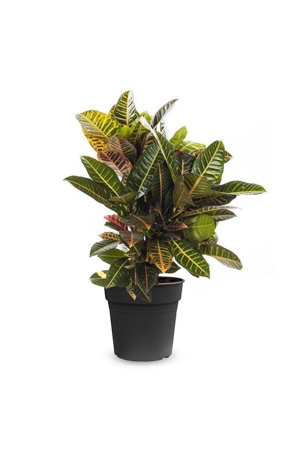 Croton Wonderstruik Petra L