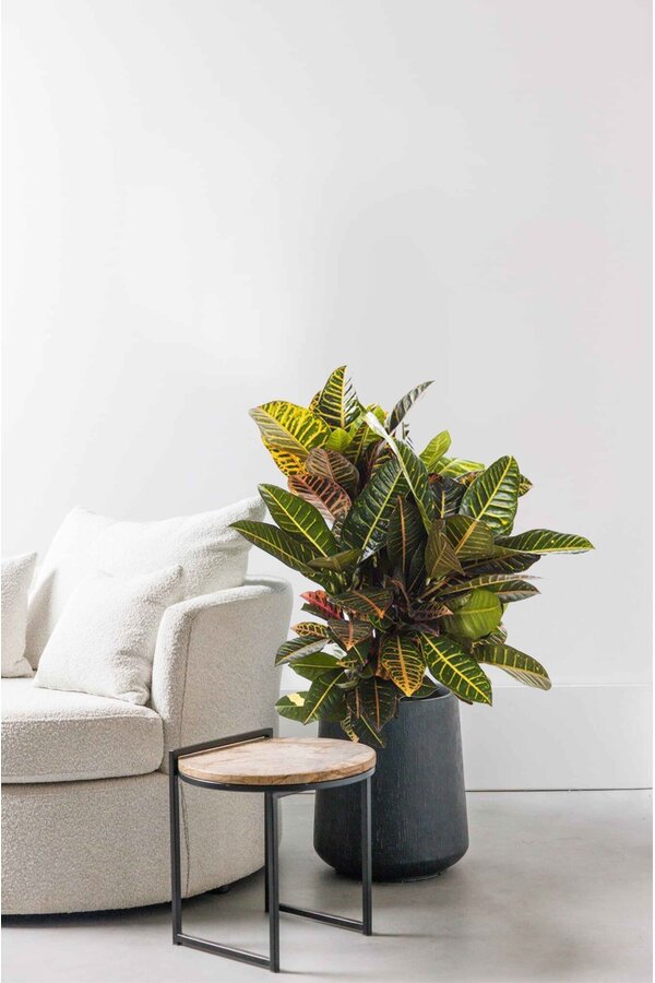 Croton Wonderstruik Petra L