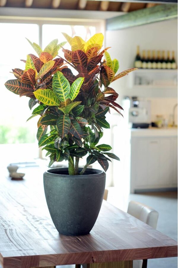 Croton Wonderstruik Petra L