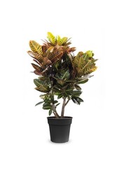 Croton Wonderstruik Petra XL
