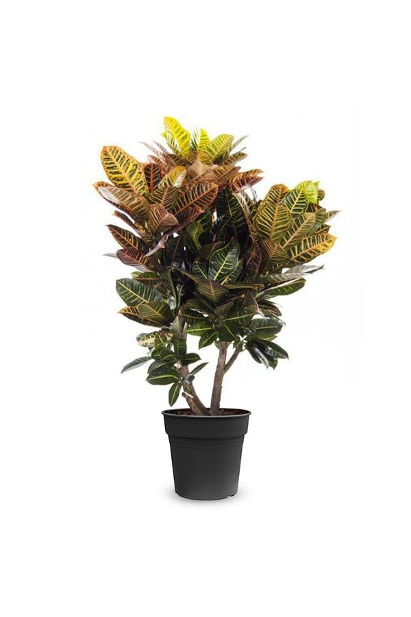 Croton Wonderstruik Petra XL