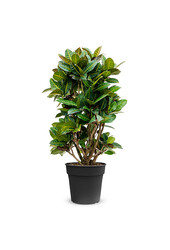 Croton Wonderstruik Petra XXL