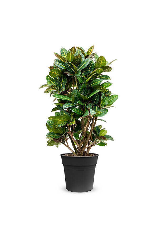 Croton Wonderstruik Petra XXL