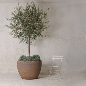 Rośliny ogrodowe w doniczkach