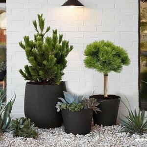 Pinus Drzewo iglaste