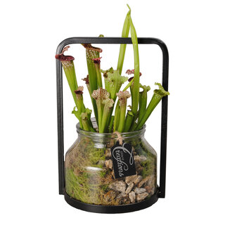 Roślina mięsożerna