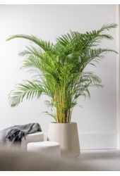 Złota palma Areca XXL