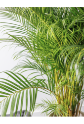 Złota palma Areca XXL