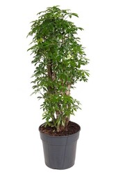 Schefflera rozgałęziona M