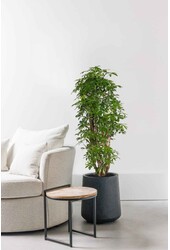 Schefflera rozgałęziona M