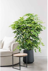 Schefflera Krzew Pstrokaty L