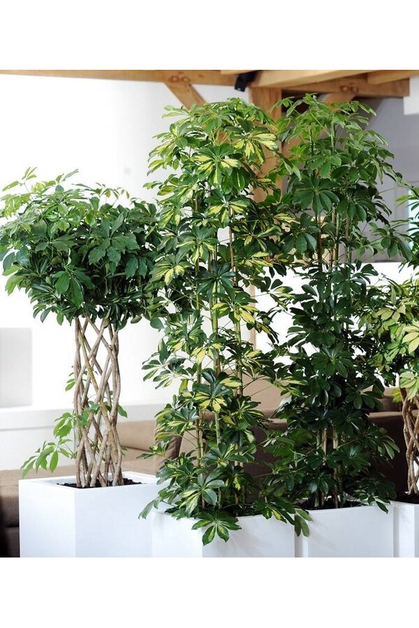 Schefflera Krzew Pstrokaty L