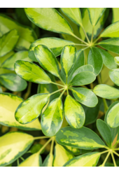 Schefflera Krzew Pstrokaty L