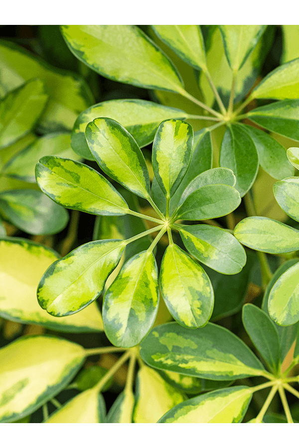 Schefflera Krzew Pstrokaty L