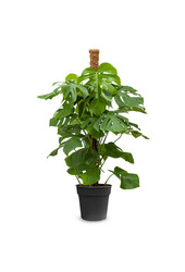 Monstera Roślina z otworami, patyk z mchu M