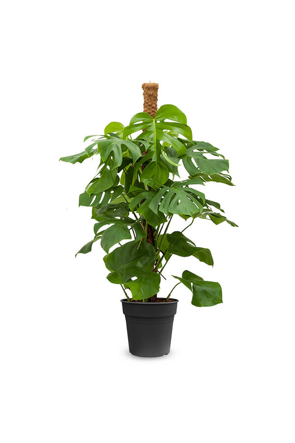 Monstera Roślina z otworami, patyk z mchu M