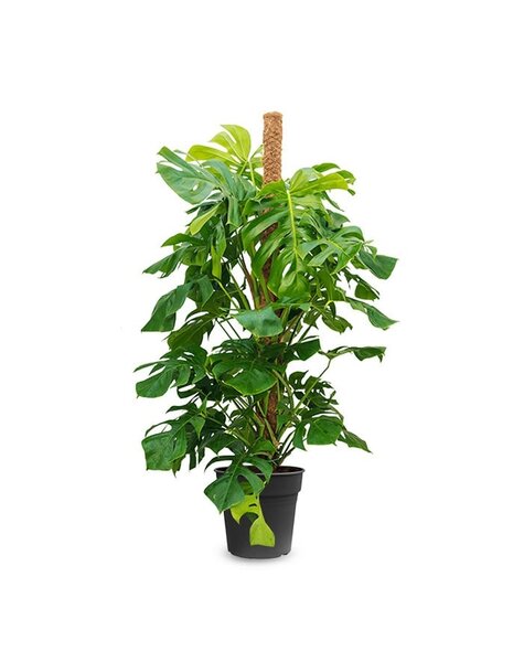 Monstera