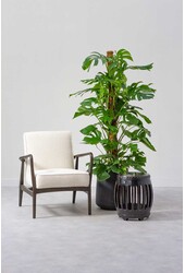 Monstera Otwarta roślina mosstok L