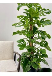 Monstera Otwarta roślina mosstok L