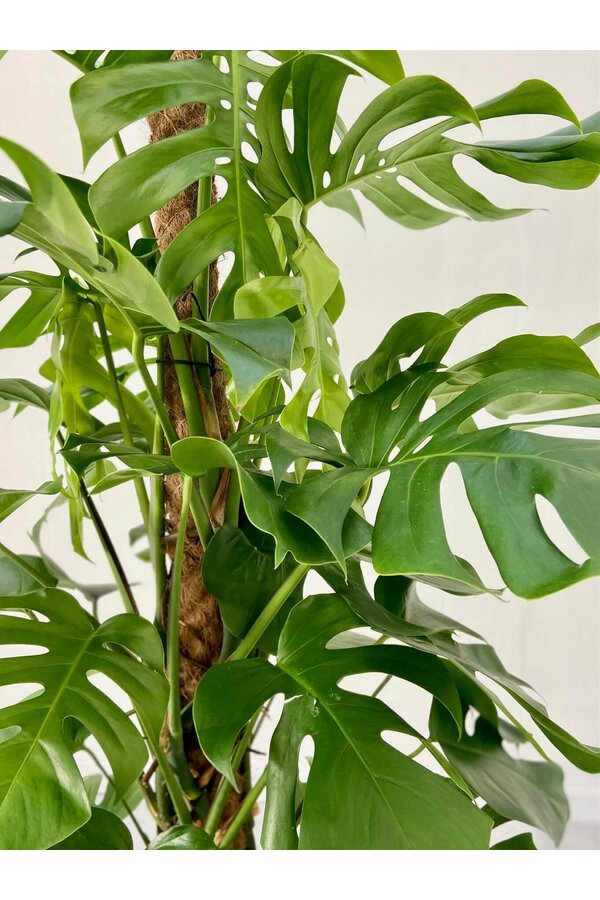 Monstera dziurawa z palikiem kokosowym L