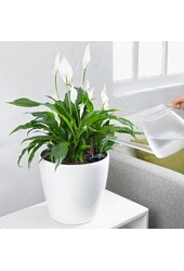 Klasyczny All Inclusive M